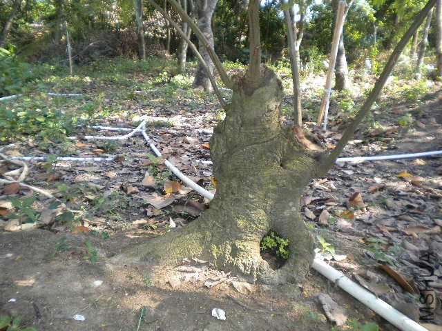 DSCN4369.JPG