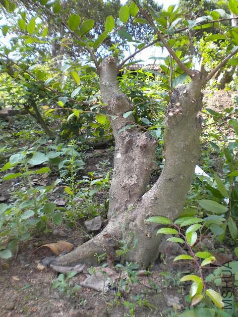DSCN4379.JPG