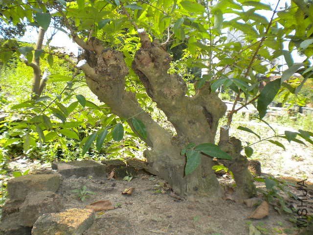 DSCN4389.JPG