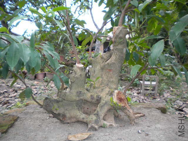DSCN4395.JPG