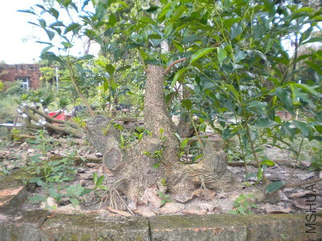 DSCN4397.JPG