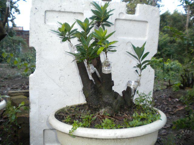 DSCN4416.JPG