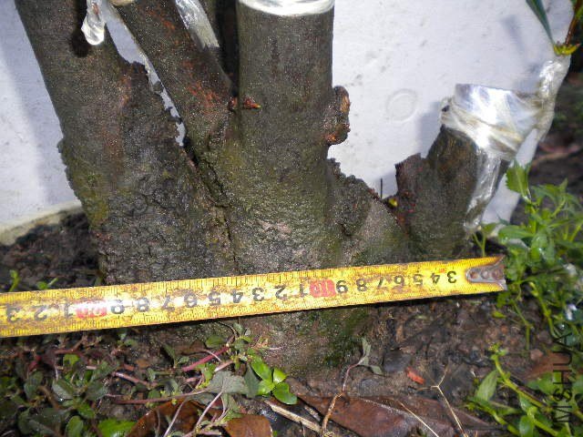 DSCN4417.JPG