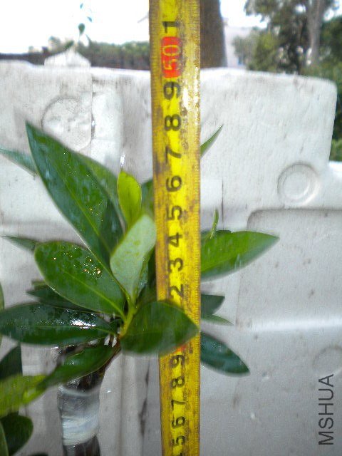 DSCN4418.JPG