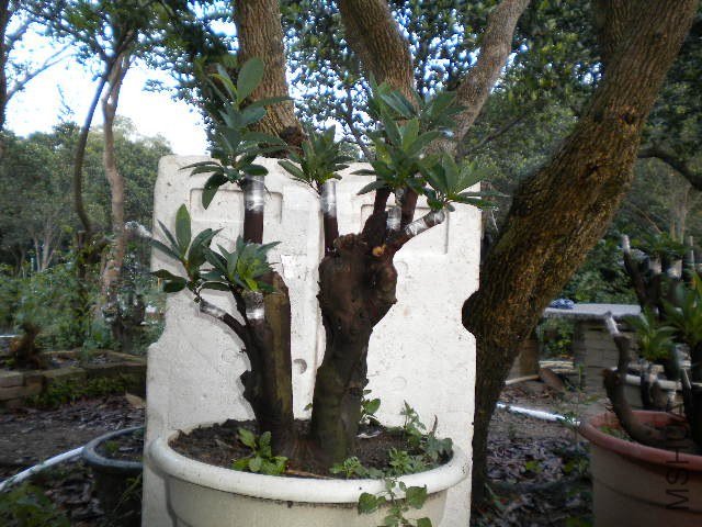 DSCN4424.JPG