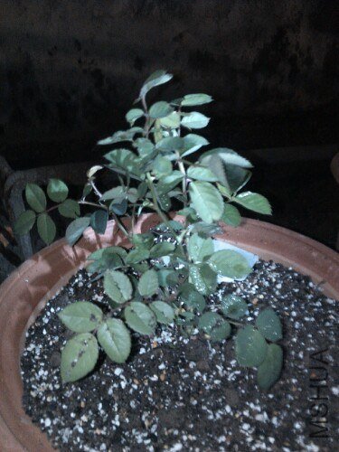 IMG20121027190527.jpg