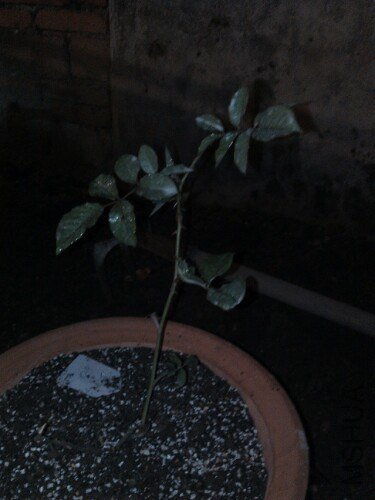 IMG20121027190537.jpg