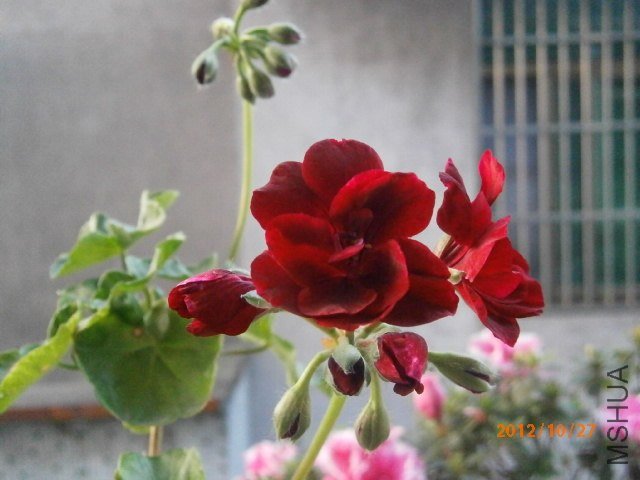 PA270007.JPG