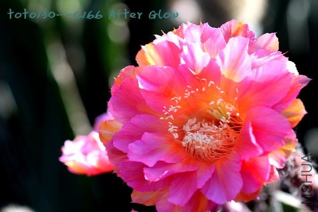 C166 After Glow-3ˮӡ.jpg