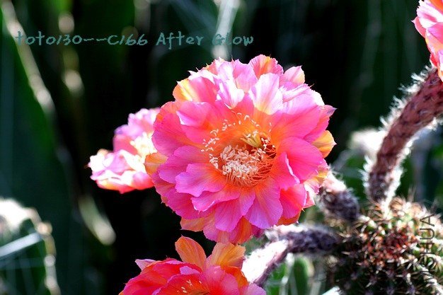C166 After Glow-4ˮӡ.jpg