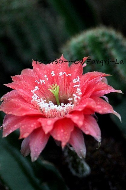C4 Frangri-La-5�Ļ�ˮӡ.jpg