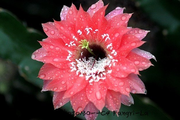 C4 Frangri-La-6�Ļ�ˮӡ.jpg
