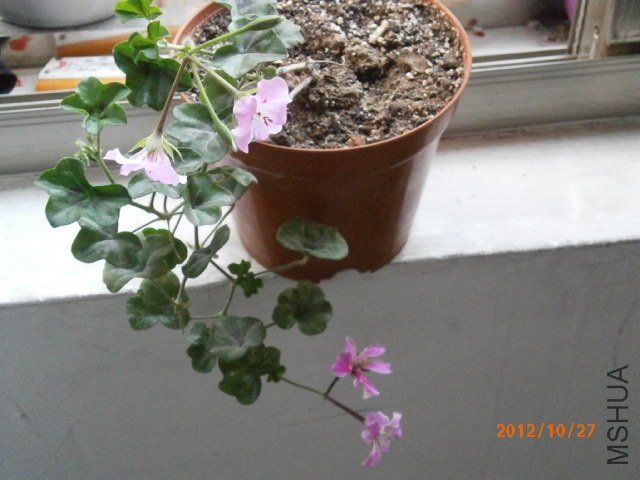 PA270012.JPG