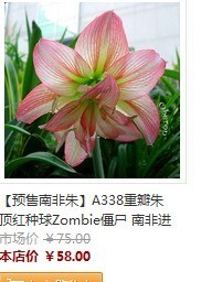 ���ǽ�ʬͼƬ