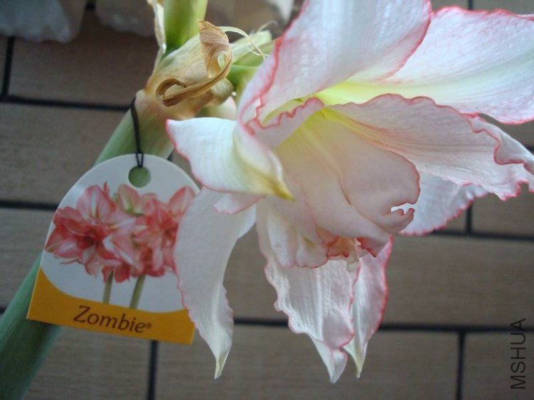 DSC04447.jpg