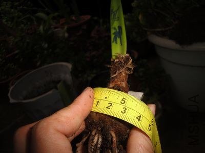 ����13CM.jpg