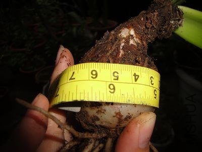 ����17CM.jpg