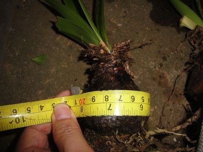 ����20CM.jpg