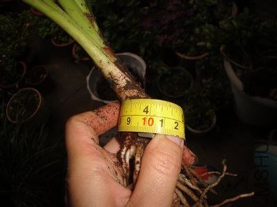 ����10CM.jpg