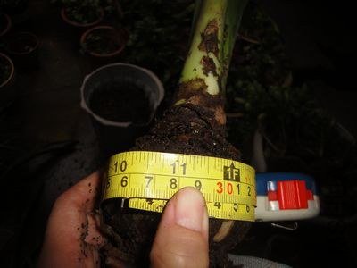 ����26CM.jpg