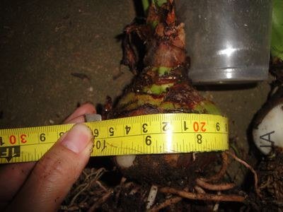 ˫��25CM.jpg