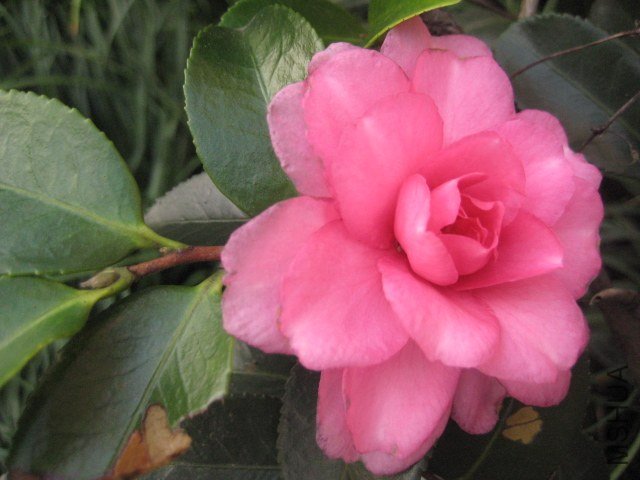 IMG_8770.JPG