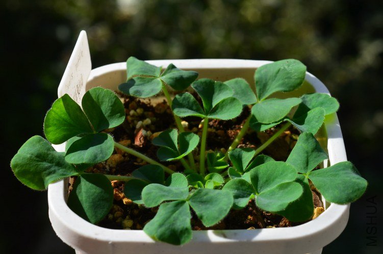 Oxalis purpurea \'Ruffles\'���ذ�20121012 001.JPG