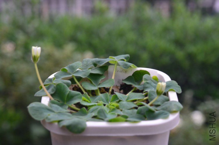 Oxalis purpurea \'Ruffles\'���ذ�20121022 001.JPG