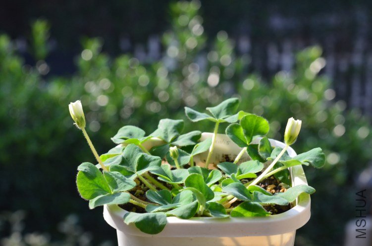Oxalis purpurea \'Ruffles\'���ذ�20121023 001.JPG