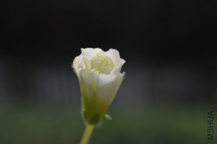DSC_0061.JPG