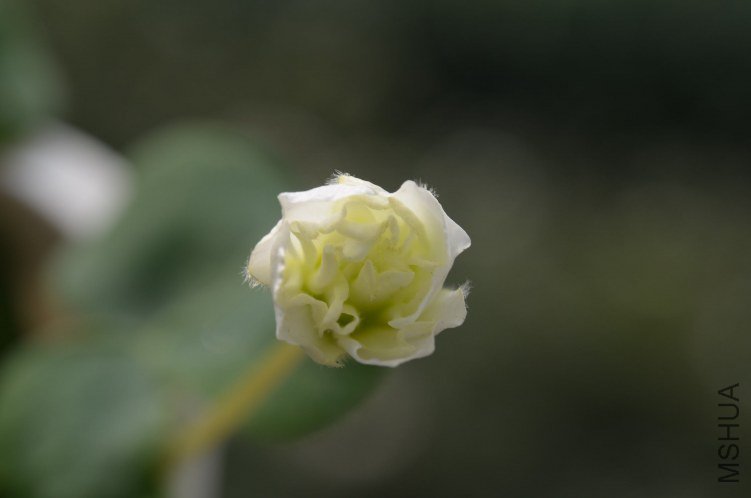 DSC_0062.JPG