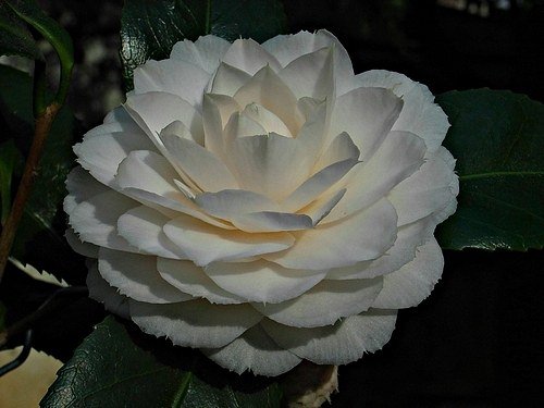 ǧ��֮�� 1.JPG