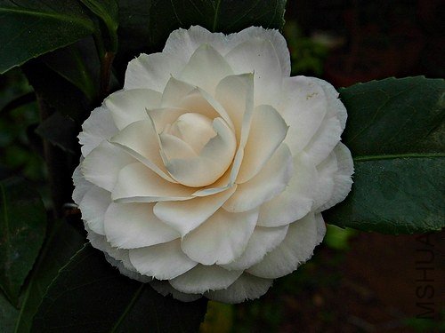 ǧ��֮�� 3.JPG