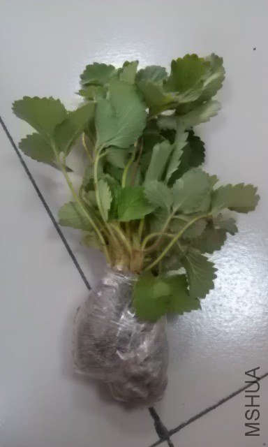 IMAG0749.jpg