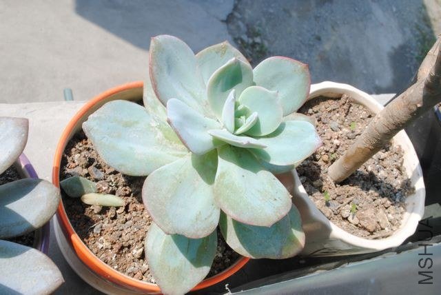 DSC_0636.jpg