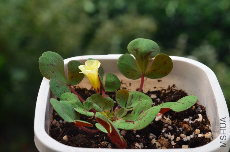 Oxalis luteola splash 20121026 001.JPG