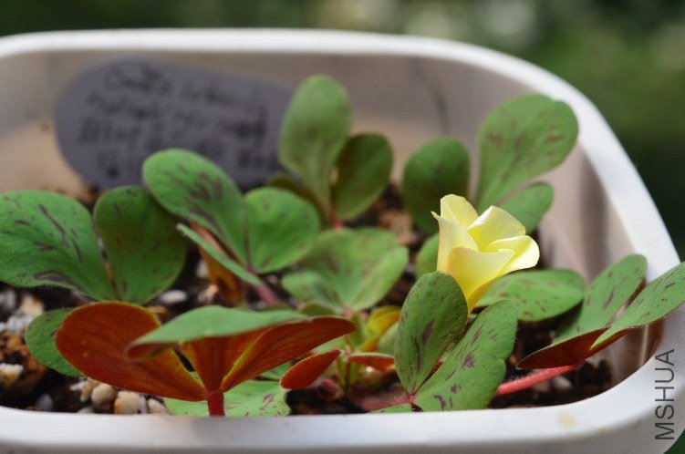 Oxalis luteola splash 20121026 002.JPG