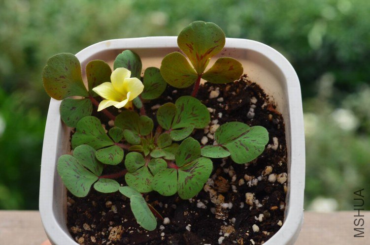 Oxalis luteola splash 20121026 004.JPG