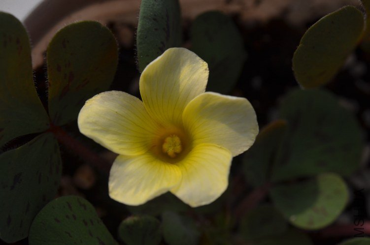 Oxalis luteola splash 20121026 005.JPG