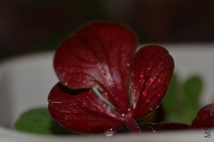 Oxalis luteola splash 20121027 003.JPG