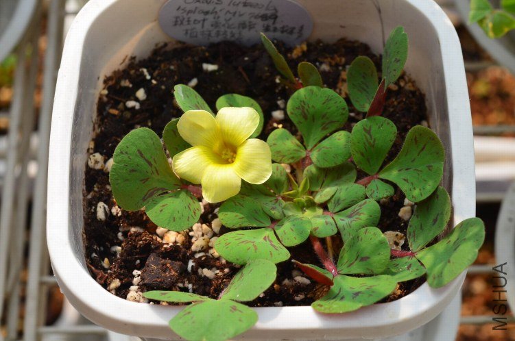 Oxalis luteola splash 20121028 001.JPG