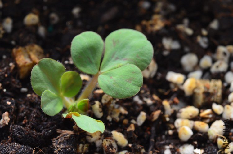 Oxalis luteola splash 20121006 001.JPG