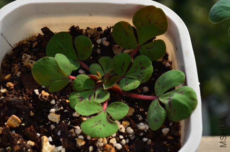 Oxalis luteola splash 20121020 001.JPG
