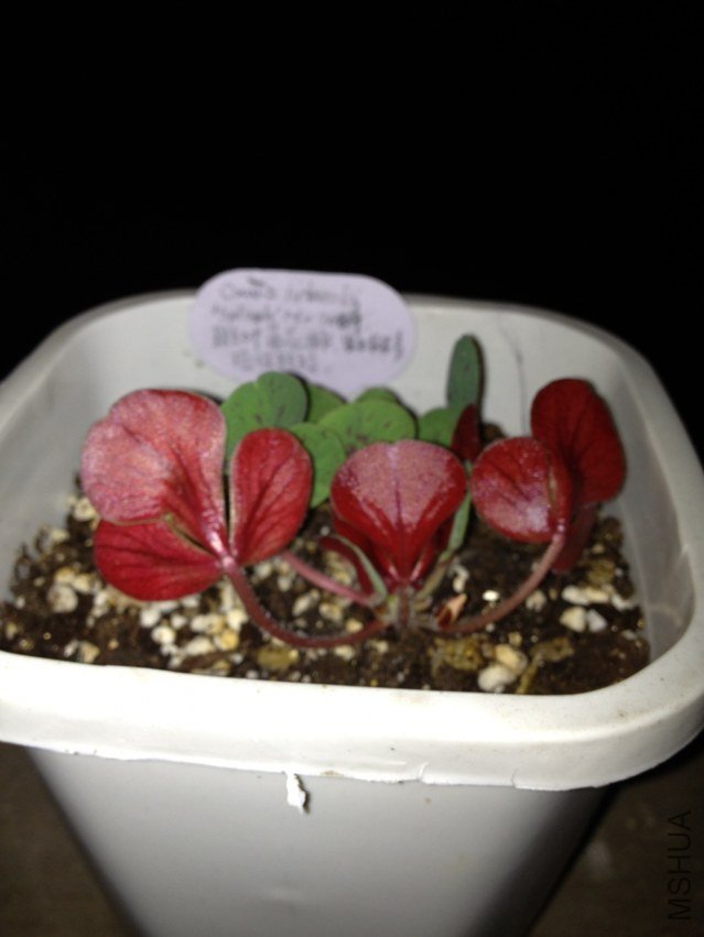 Oxalis luteola splash 20121022 001.JPG