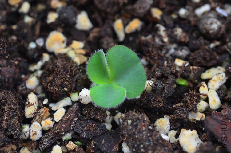 Oxalis luteola 20120913 001.JPG