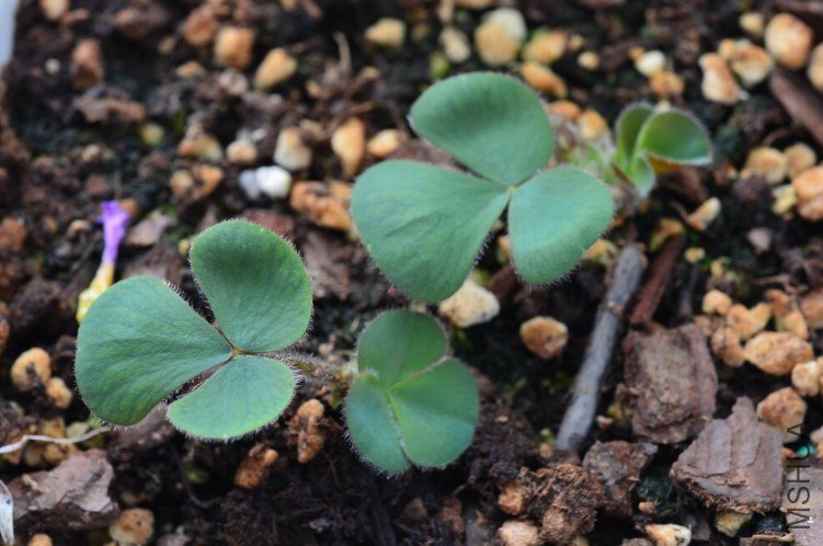 Oxalis luteola 20120926 001.JPG