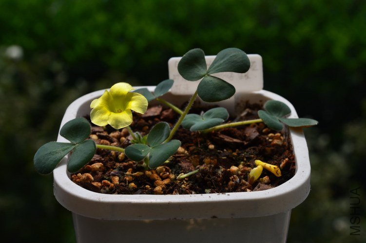 Oxalis luteola 201201006 002.JPG