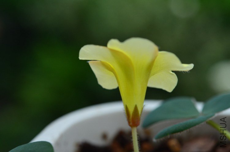 Oxalis luteola 201201006 003.JPG