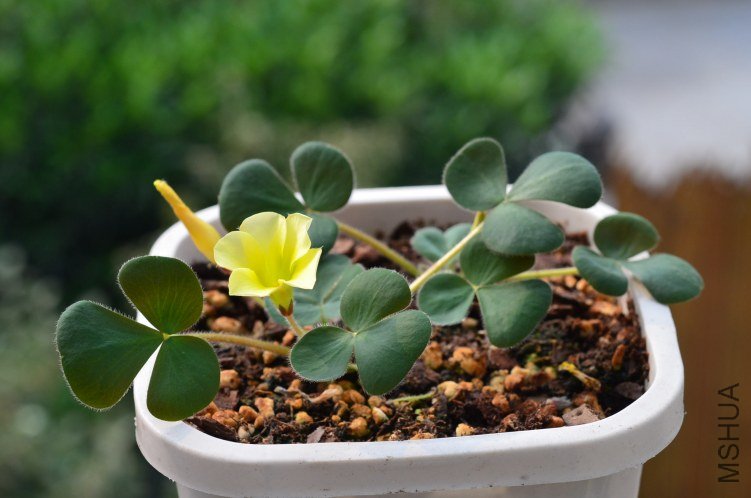 Oxalis luteola 201201010 001.JPG