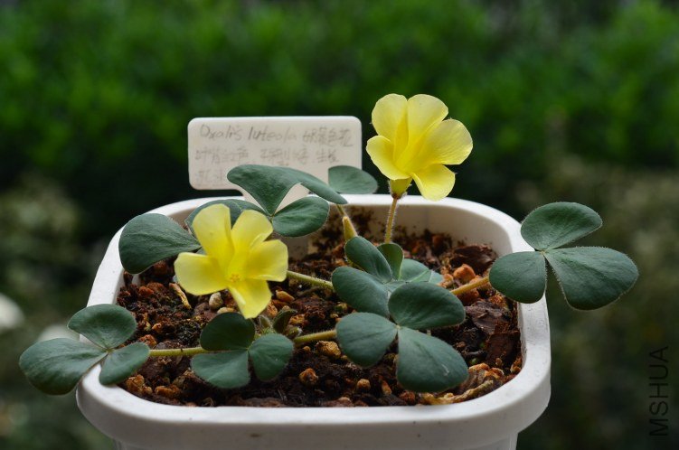 Oxalis luteola 201201013 001.JPG